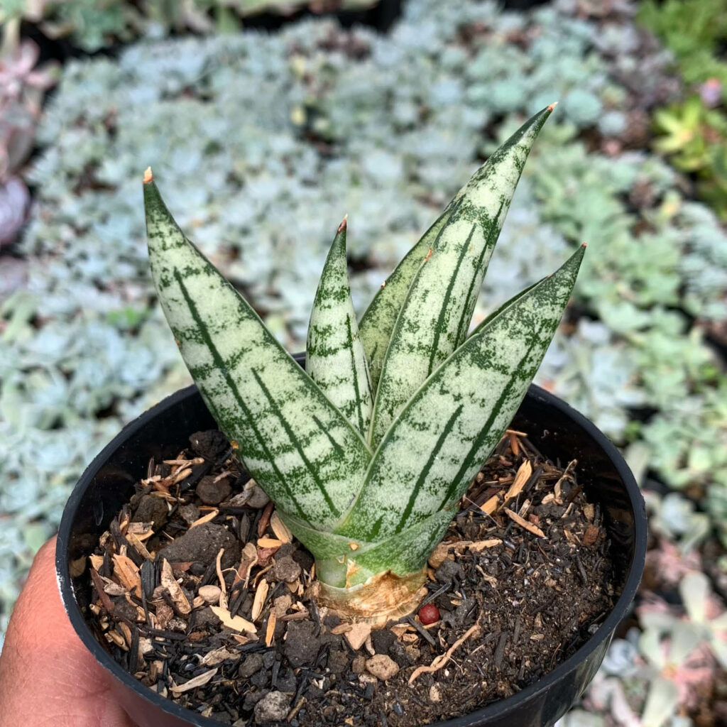kaktus.id