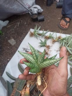 Sansevieria Manja, real gallery image #4 plants. Picture taken directly from kaktus.id community Sansevieria farmer green houses.