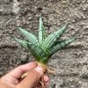 Sansevieria Manja, real feature image plant. Picture taken directly from kaktus.id community Sansevieria farmer green houses.