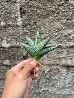 Sansevieria Manja, real gallery image #8 plants. Picture taken directly from kaktus.id community Sansevieria farmer green houses.