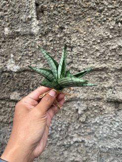 Sansevieria Manja, real gallery image #2 plants. Picture taken directly from kaktus.id community Sansevieria farmer green houses.
