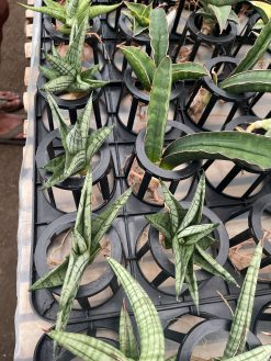 Sansevieria Manja, real gallery image #7 plants. Picture taken directly from kaktus.id community Sansevieria farmer green houses.
