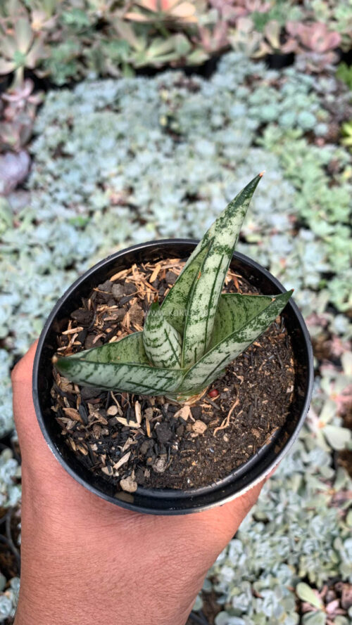 Sansevieria Manja, real gallery image #3 plants. Picture taken directly from kaktus.id community Sansevieria farmer green houses.
