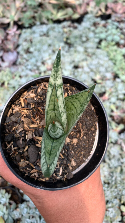 Sansevieria Manja, real gallery image #5 plants. Picture taken directly from kaktus.id community Sansevieria farmer green houses.