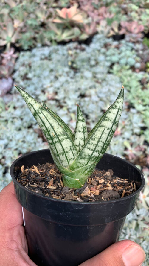 Sansevieria Manja, real gallery image #6 plants. Picture taken directly from kaktus.id community Sansevieria farmer green houses.