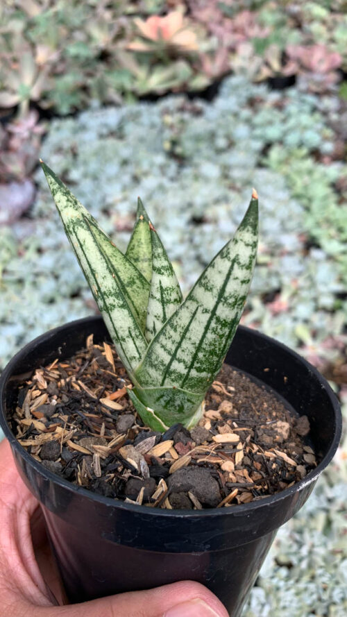 Sansevieria Manja, real gallery image #9 plants. Picture taken directly from kaktus.id community Sansevieria farmer green houses.