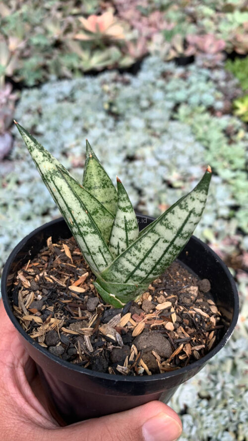 Sansevieria Manja, real gallery image #1 plants. Picture taken directly from kaktus.id community Sansevieria farmer green houses.