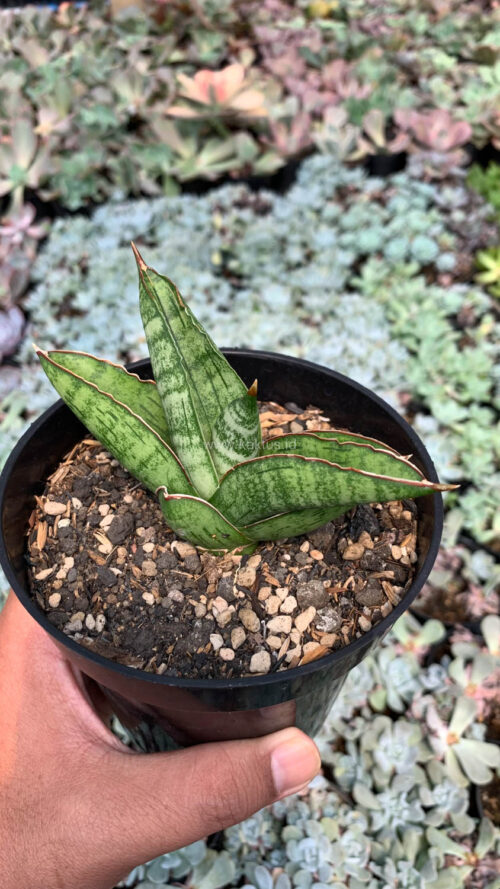 Sansevieria Srikandi, real gallery image #5 plants. Picture taken directly from kaktus.id community Sansevieria farmer green houses.