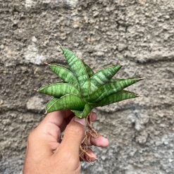 Sansevieria Srikandi, real feature image plant. Picture taken directly from kaktus.id community Sansevieria farmer green houses.