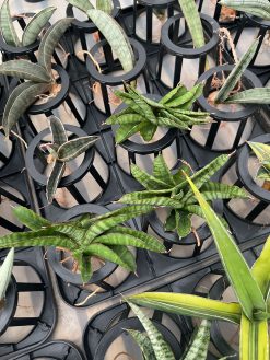 Sansevieria Srikandi, real gallery image #2 plants. Picture taken directly from kaktus.id community Sansevieria farmer green houses.