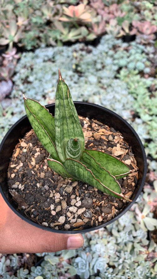 Sansevieria Srikandi, real gallery image #6 plants. Picture taken directly from kaktus.id community Sansevieria farmer green houses.