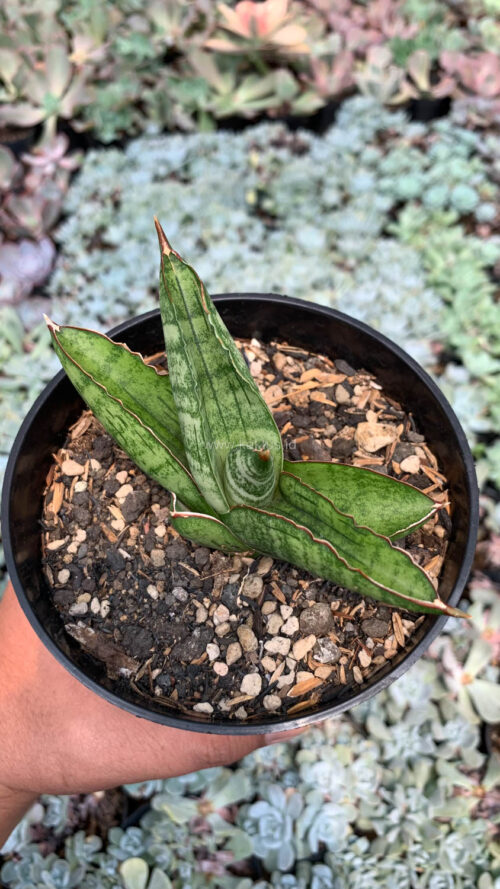 Sansevieria Srikandi, real gallery image #7 plants. Picture taken directly from kaktus.id community Sansevieria farmer green houses.