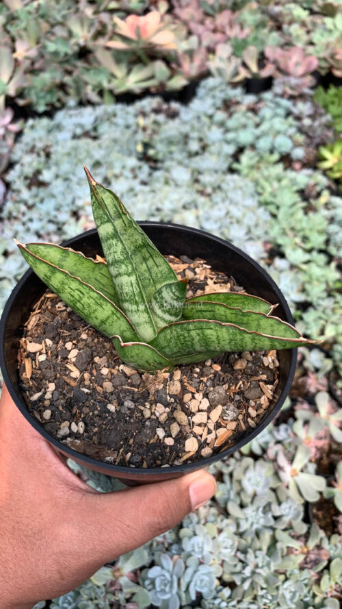 Sansevieria Srikandi, real gallery image #8 plants. Picture taken directly from kaktus.id community Sansevieria farmer green houses.