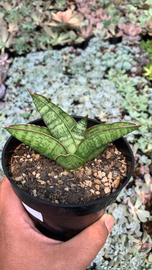Sansevieria Srikandi, real gallery image #9 plants. Picture taken directly from kaktus.id community Sansevieria farmer green houses.