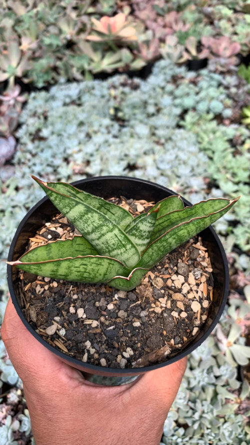 Sansevieria Srikandi, real gallery image #10 plants. Picture taken directly from kaktus.id community Sansevieria farmer green houses.