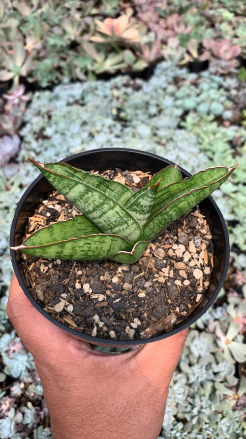 Sansevieria Srikandi, real gallery image #1 plants. Picture taken directly from kaktus.id community Sansevieria farmer green houses.