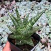 Sansevieria Many Packiaw, real feature image plant. Picture taken directly from kaktus.id community Sansevieria farmer green houses.