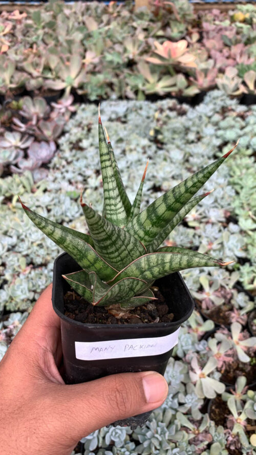 Sansevieria Many Packiaw, real gallery image #2 plants. Picture taken directly from kaktus.id community Sansevieria farmer green houses.