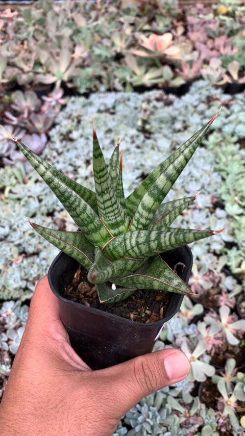 Sansevieria Many Packiaw, real gallery image #3 plants. Picture taken directly from kaktus.id community Sansevieria farmer green houses.