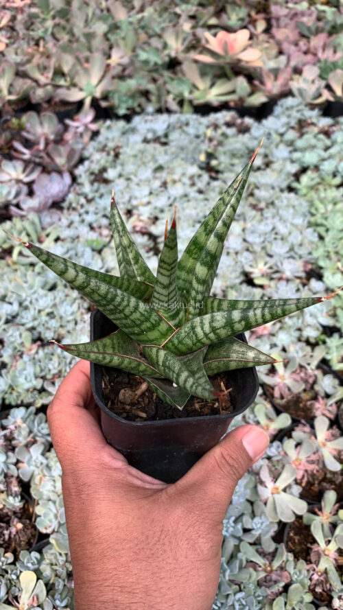 Sansevieria Many Packiaw, real gallery image #4 plants. Picture taken directly from kaktus.id community Sansevieria farmer green houses.