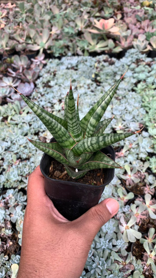 Sansevieria Many Packiaw, real gallery image #5 plants. Picture taken directly from kaktus.id community Sansevieria farmer green houses.