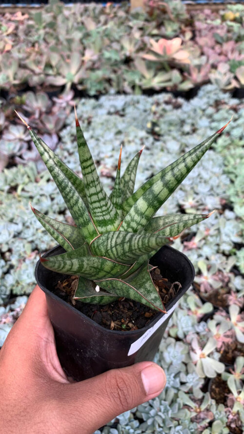 Sansevieria Many Packiaw, real gallery image #6 plants. Picture taken directly from kaktus.id community Sansevieria farmer green houses.