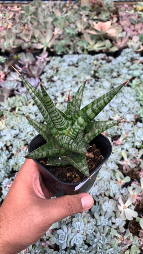 Sansevieria Many Packiaw, real gallery image #7 plants. Picture taken directly from kaktus.id community Sansevieria farmer green houses.