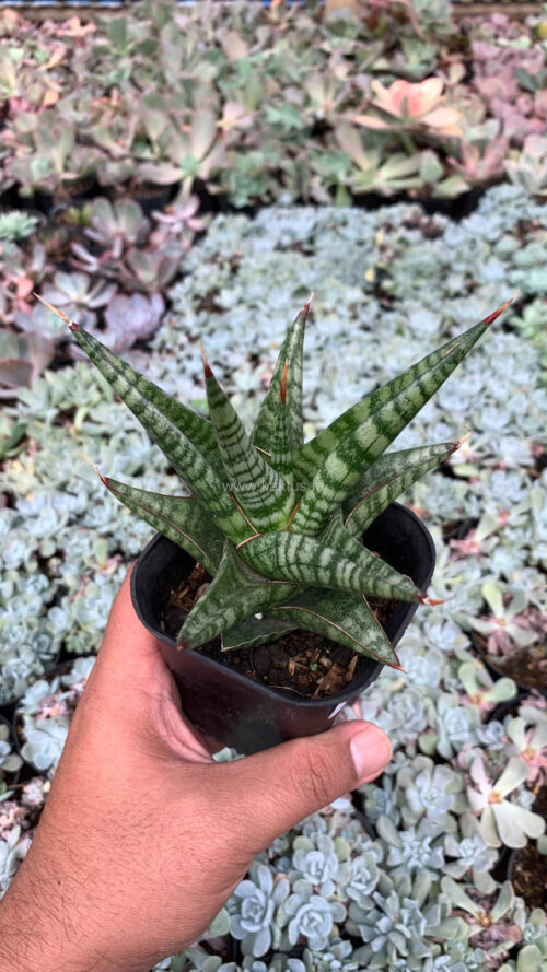 Sansevieria Many Packiaw, real gallery image #1 plants. Picture taken directly from kaktus.id community Sansevieria farmer green houses.