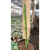 Sansevieria Parva Stick Variegated Size 30 Cm, real feature image plant. Picture taken directly from kaktus.id community Sansevieria farmer green houses.