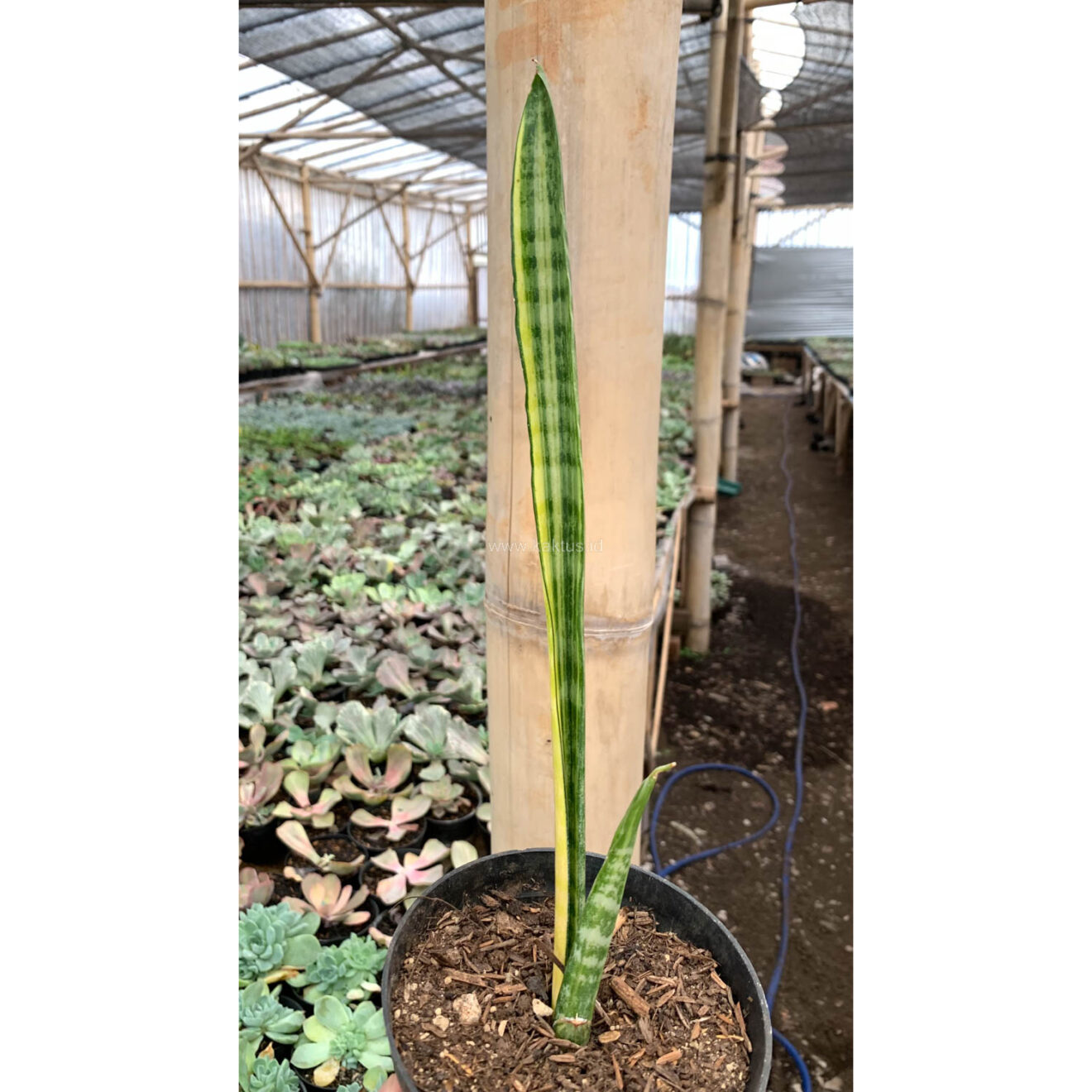 Sansevieria Parva Stick Variegated Size 30 Cm, real feature image plant. Picture taken directly from kaktus.id community Sansevieria farmer green houses.