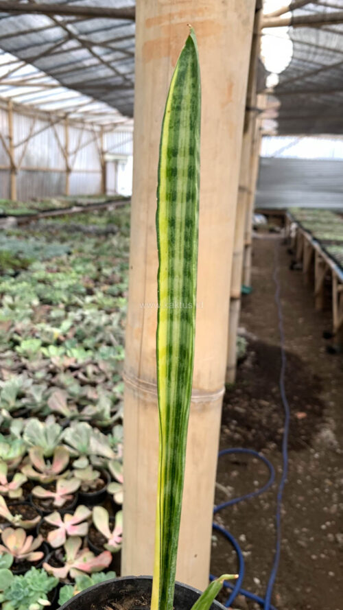 Sansevieria Parva Stick Variegated Size 30 Cm, real gallery image #4 plants. Picture taken directly from kaktus.id community Sansevieria farmer green houses.