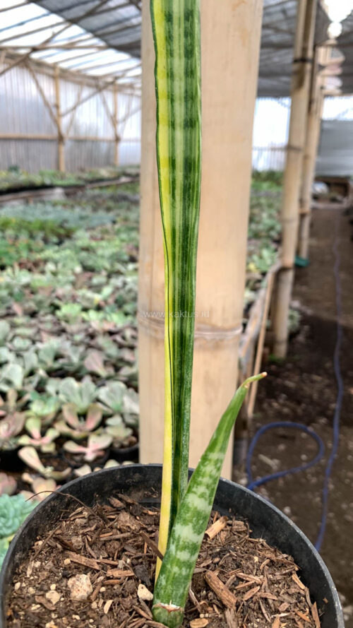 Sansevieria Parva Stick Variegated Size 30 Cm, real gallery image #6 plants. Picture taken directly from kaktus.id community Sansevieria farmer green houses.