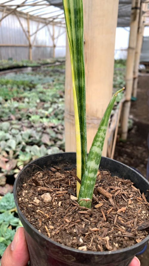 Sansevieria Parva Stick Variegated Size 30 Cm, real gallery image #8 plants. Picture taken directly from kaktus.id community Sansevieria farmer green houses.