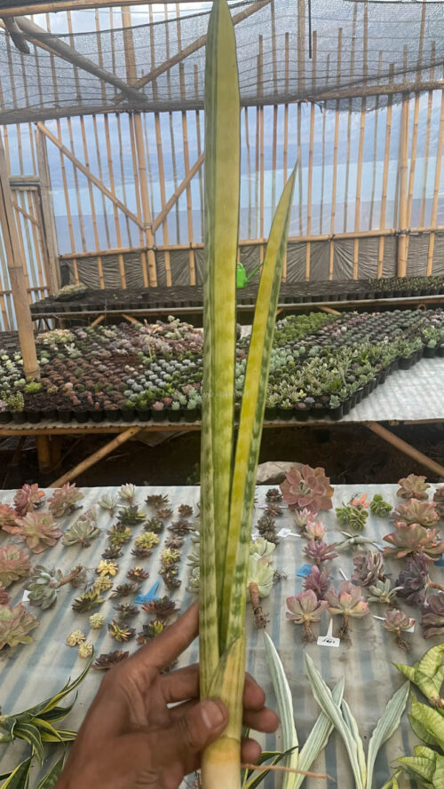 Sansevieria Parva Stick Variegated Size 30 Cm, real gallery image #10 plants. Picture taken directly from kaktus.id community Sansevieria farmer green houses.