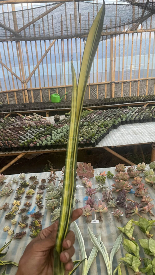 Sansevieria Parva Stick Variegated Size 30 Cm, real gallery image #7 plants. Picture taken directly from kaktus.id community Sansevieria farmer green houses.
