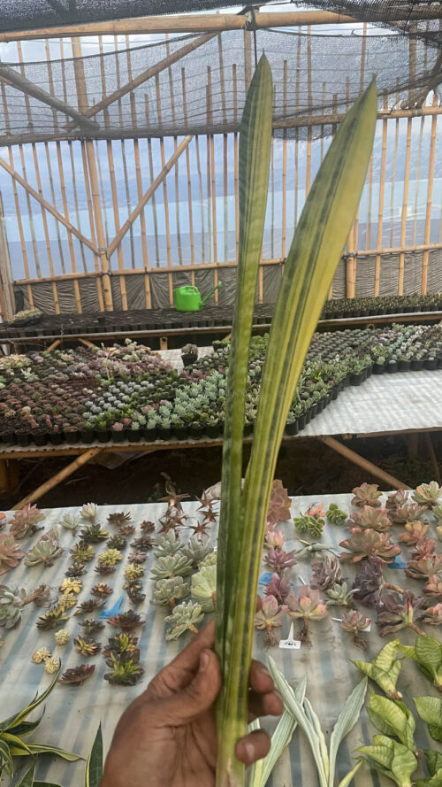 Sansevieria Parva Stick Variegated Size 30 Cm, real gallery image #5 plants. Picture taken directly from kaktus.id community Sansevieria farmer green houses.