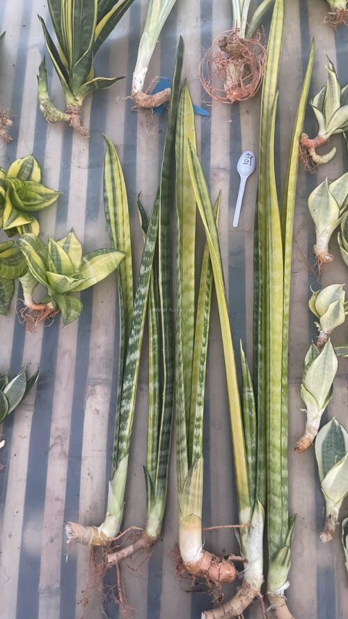 Sansevieria Parva Stick Variegated Size 30 Cm, real gallery image #9 plants. Picture taken directly from kaktus.id community Sansevieria farmer green houses.