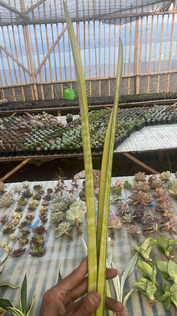 kaktus.id