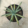 Agave Macrocanta Variegated, real feature image plant. Picture taken directly from kaktus.id community Agave farmer green houses.
