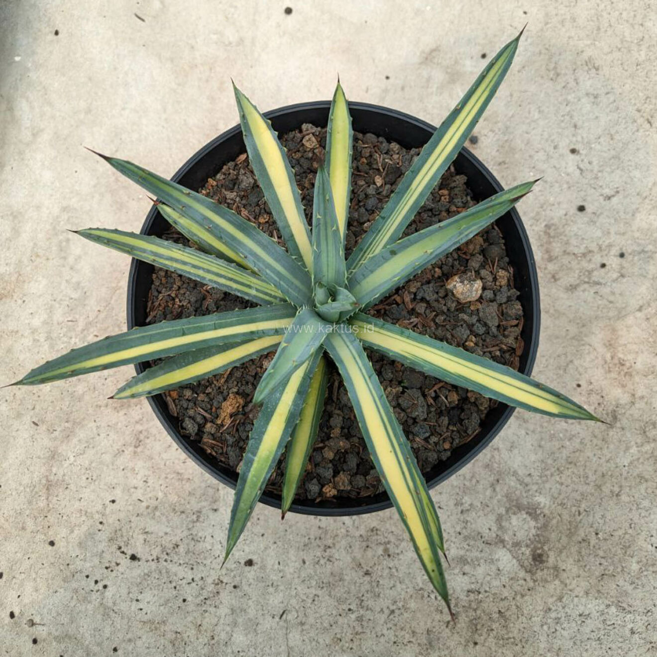 Agave Macrocanta Variegated, real feature image plant. Picture taken directly from kaktus.id community Agave farmer green houses.