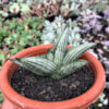 Sansevieria Rookie, real gallery image #1 plants. Picture taken directly from kaktus.id community Sansevieria farmer green houses.