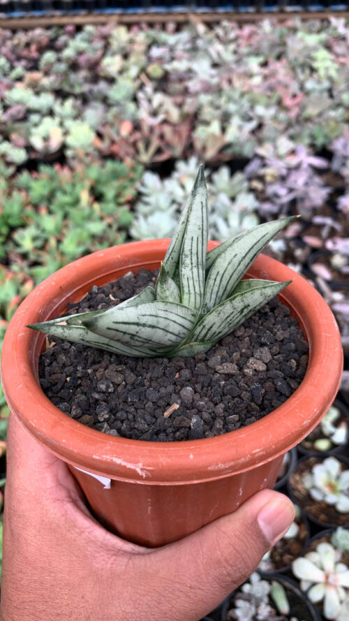 Sansevieria Rookie, real gallery image #2 plants. Picture taken directly from kaktus.id community Sansevieria farmer green houses.