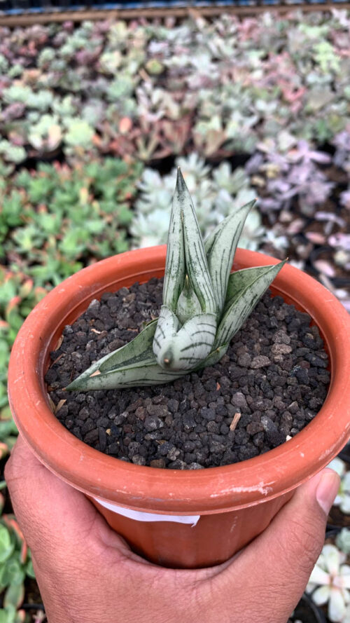 Sansevieria Rookie, real gallery image #3 plants. Picture taken directly from kaktus.id community Sansevieria farmer green houses.