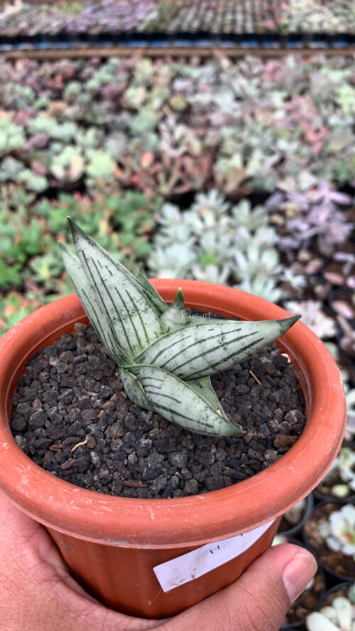Sansevieria Rookie, real gallery image #4 plants. Picture taken directly from kaktus.id community Sansevieria farmer green houses.