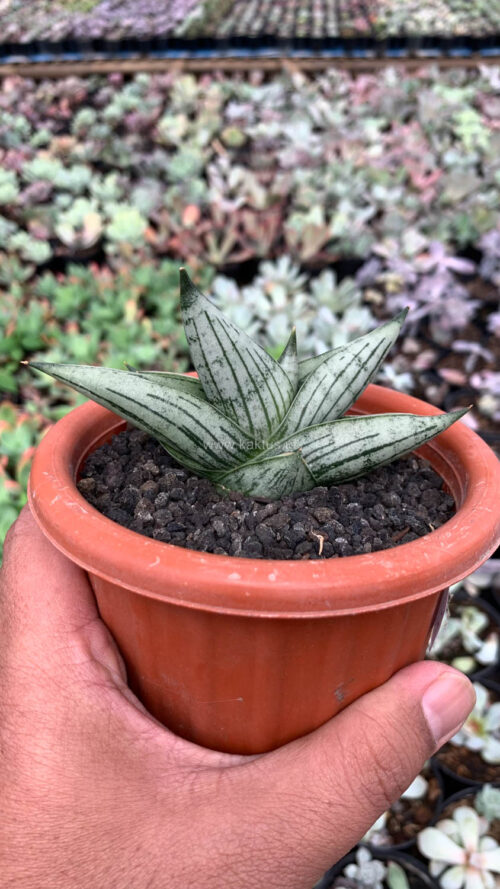 Sansevieria Rookie, real gallery image #5 plants. Picture taken directly from kaktus.id community Sansevieria farmer green houses.