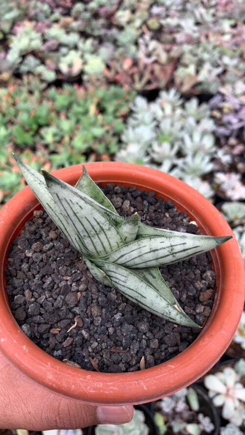 Sansevieria Rookie, real gallery image #6 plants. Picture taken directly from kaktus.id community Sansevieria farmer green houses.