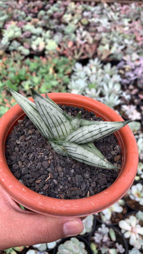 Sansevieria Rookie, real gallery image #7 plants. Picture taken directly from kaktus.id community Sansevieria farmer green houses.