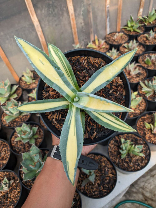 Agave Americana Mediopicta Variegated, real gallery image #6 plants. Picture taken directly from kaktus.id community Agave farmer green houses.