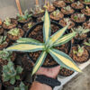 Agave Americana Mediopicta Variegated, real feature image plant. Picture taken directly from kaktus.id community Agave farmer green houses.