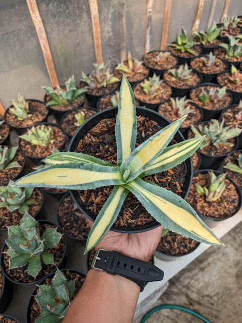Agave Americana Mediopicta Variegated, real gallery image #2 plants. Picture taken directly from kaktus.id community Agave farmer green houses.